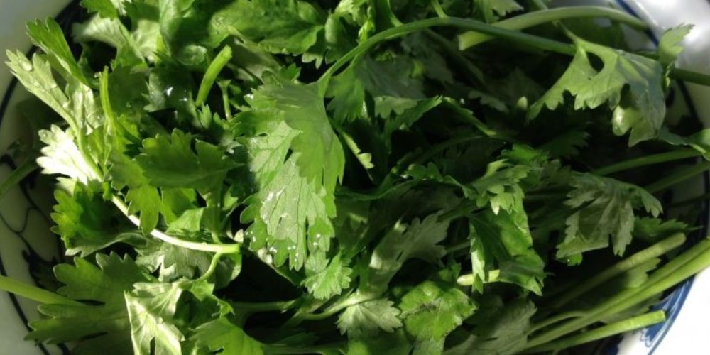Estos son los beneficios de comer cilantro