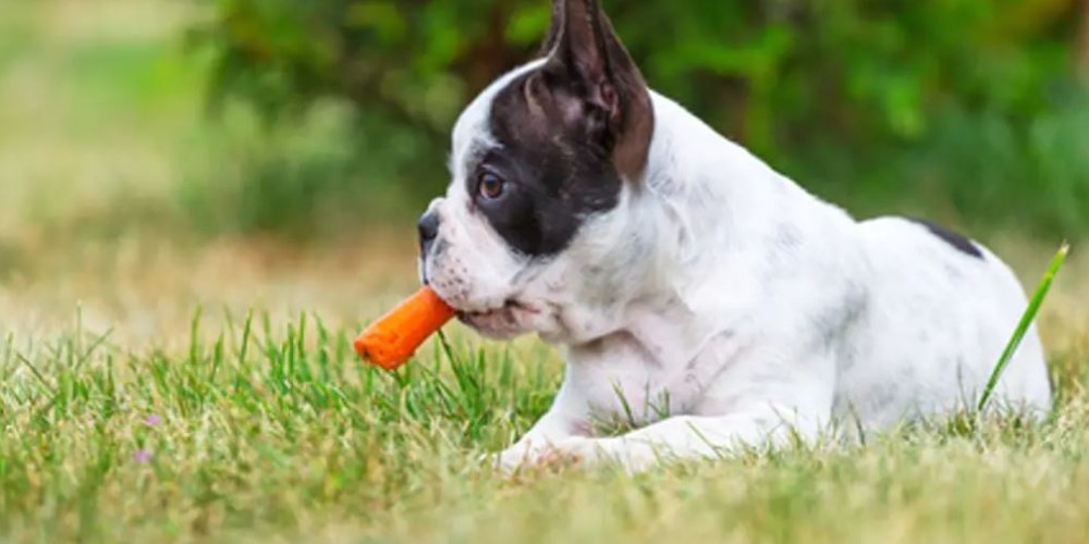 5 verduras que los perros aman y no sabías