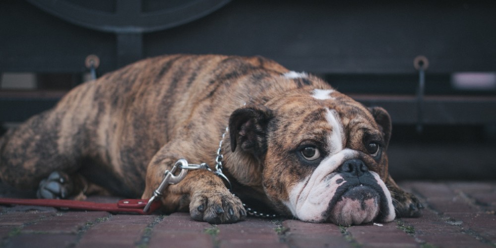 10 razas de perros que más se enferman