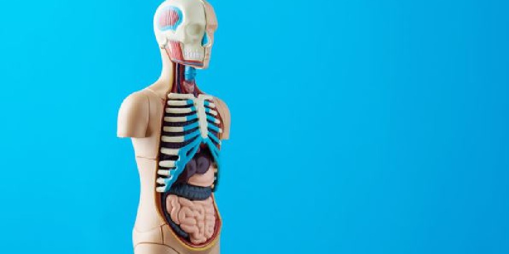 7 órganos que el cuerpo no necesita para vivir