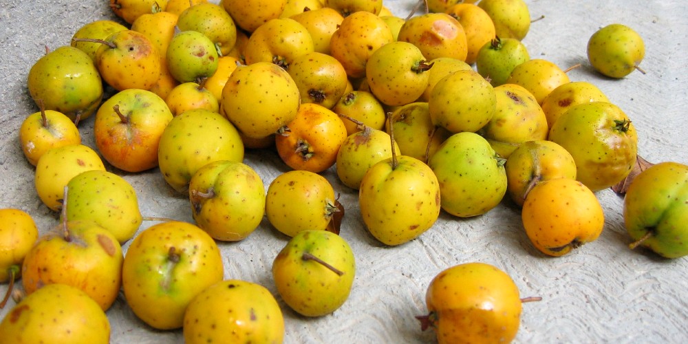 7 beneficios de los tejocotes a la salud