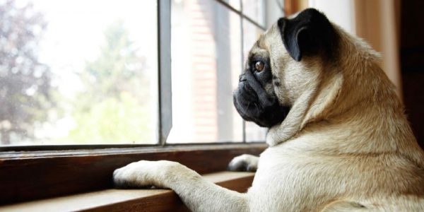 8 tips para reducir la ansiedad de tu perro cuando te vas